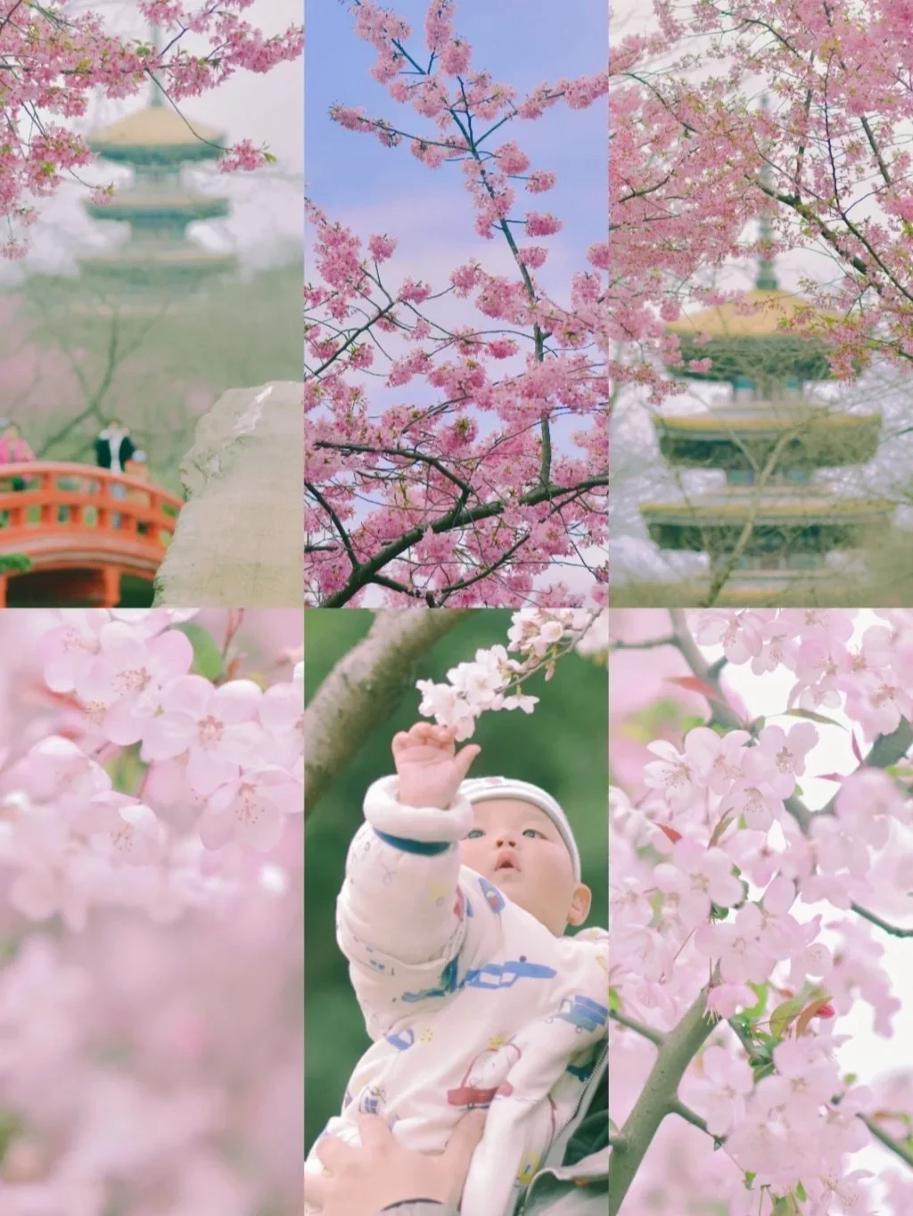 武汉樱花季/春天的美好小事（附花期地点）