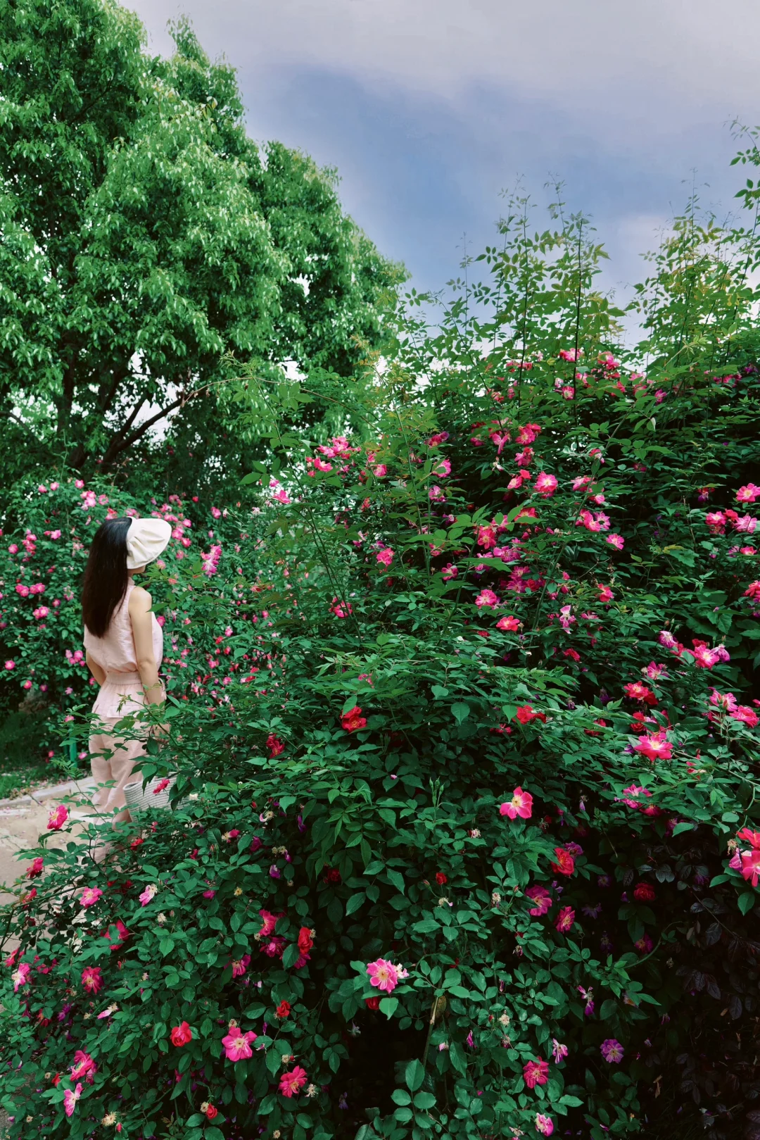 武汉有一整条路的蔷薇花墙！一个人拍到爽！
