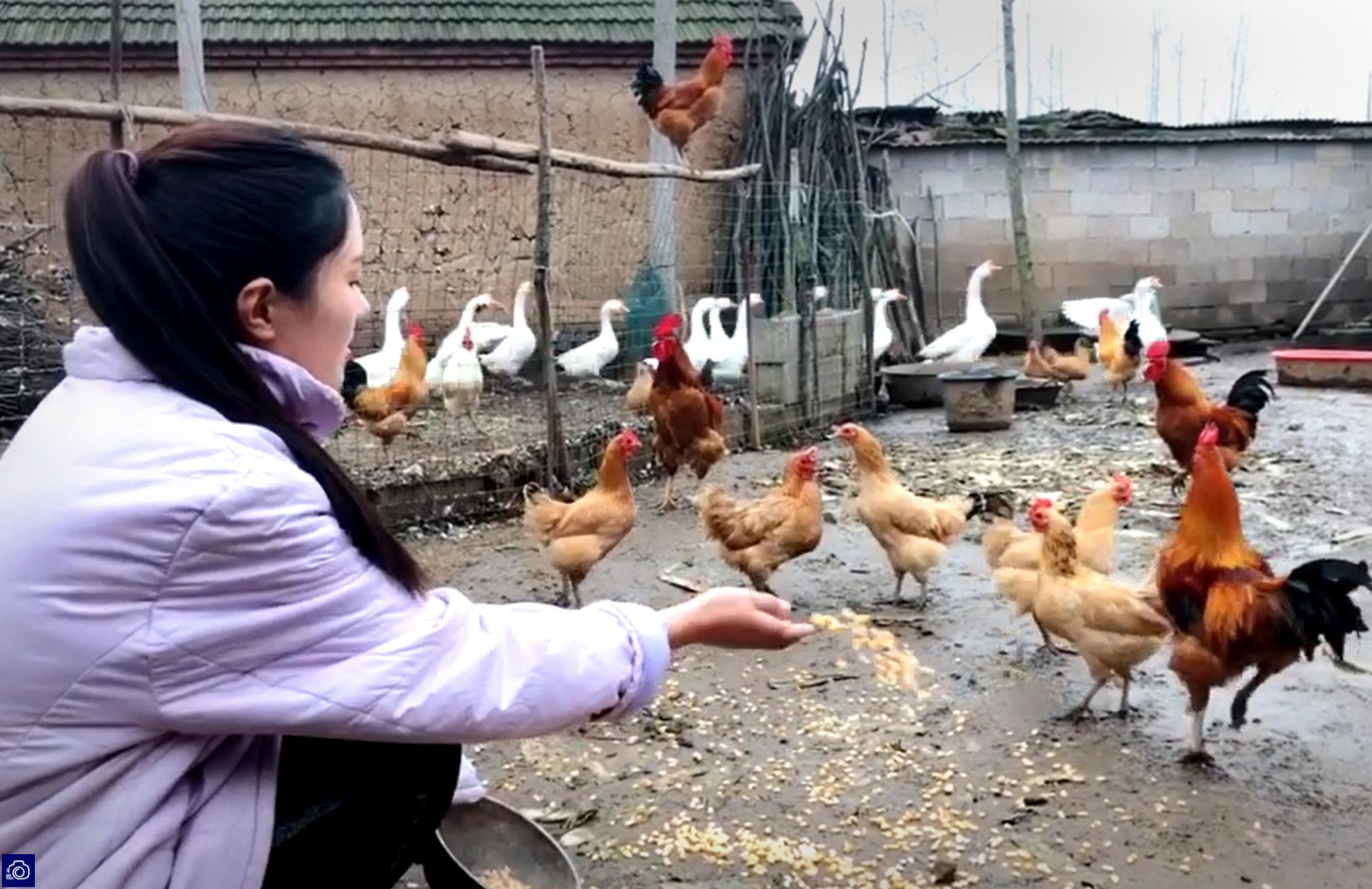 深圳女子把宠物鸡寄养养鸡场，九天接回变瘦受伤却改掉坏习惯

一只宠物鸡的“变形记”：当城市娇养撞上散养江湖

深圳杨女士的宠物鸡在养鸡场待了九天，接回来时挂了彩、掉了膘，活脱脱一副“落魄公子落难记”。可回家调理些时日，伤口愈合了，体重回来了，连往日那些矫情的坏毛病也一并戒了。这出“鸡界变形记”看似是