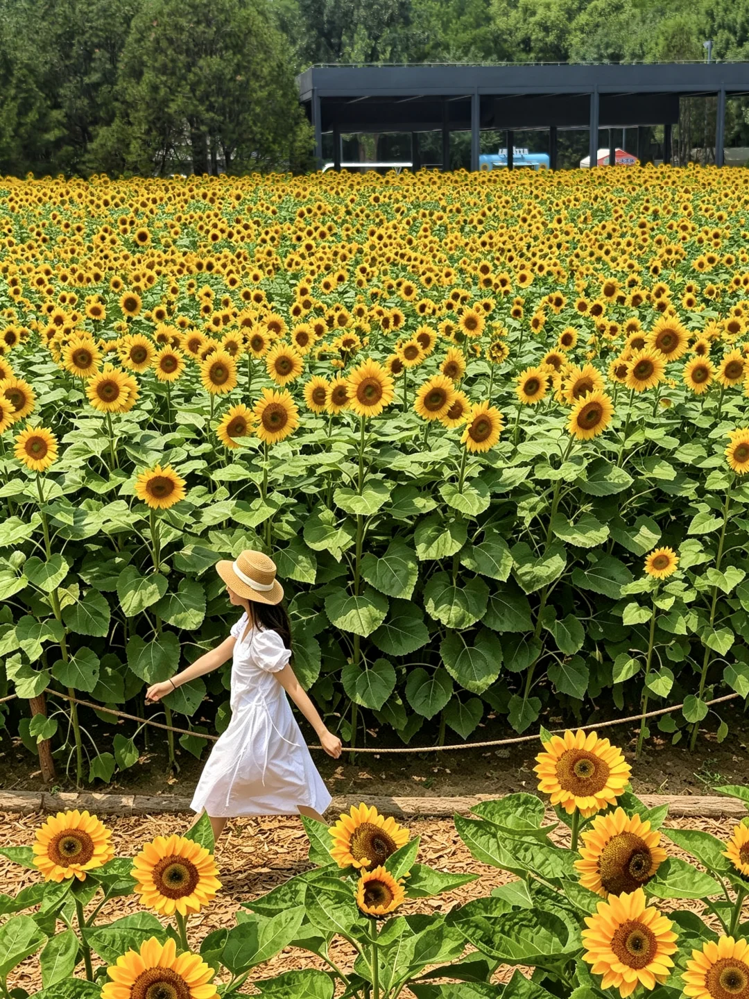 7.3实拍！盛夏顶流🌻油画般的向日葵花海