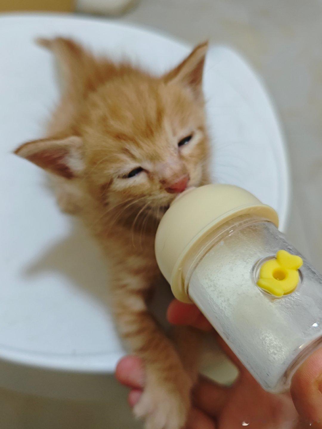 #中秋节#  奋进的妹，喝奶的哥。
猫生就是饿了就喝，饱了就睡[干饭人]。 ​