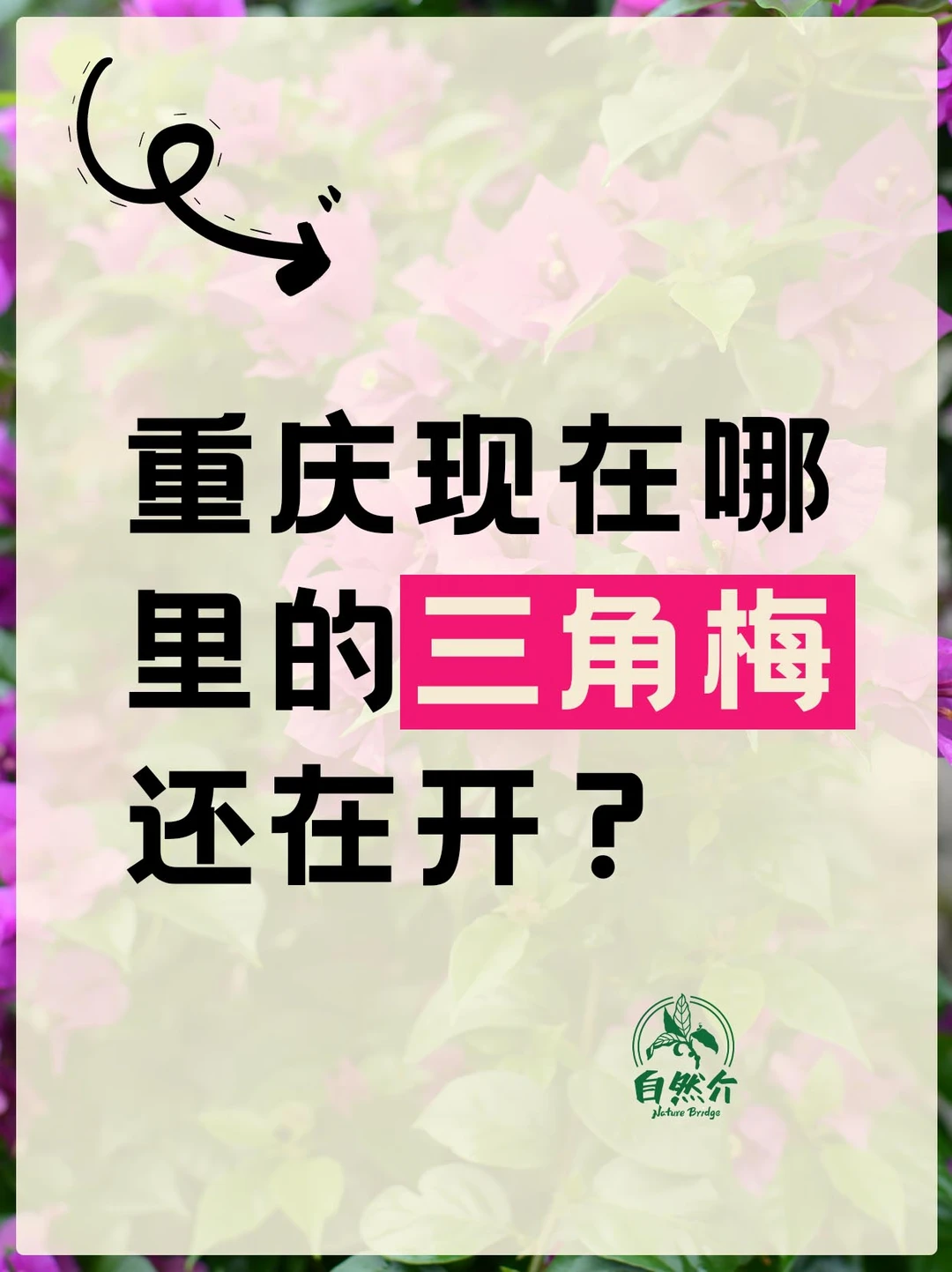 自然挑战｜重庆哪里的三角梅还在开？