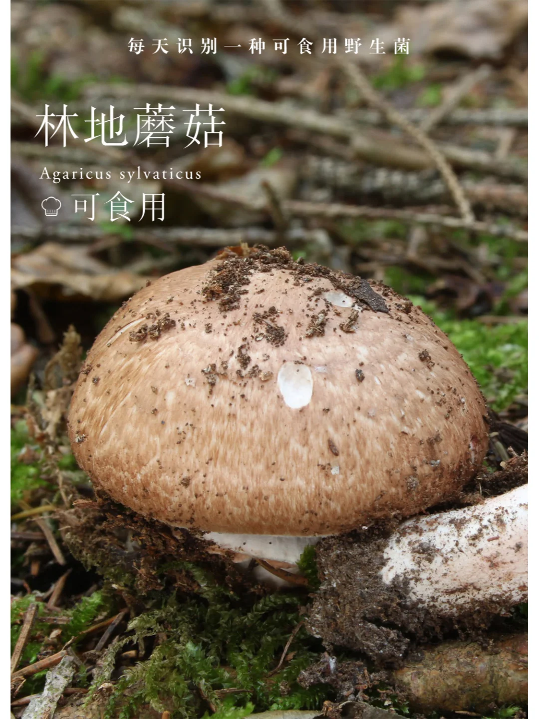 林地蘑菇，好吃，受伤会变红