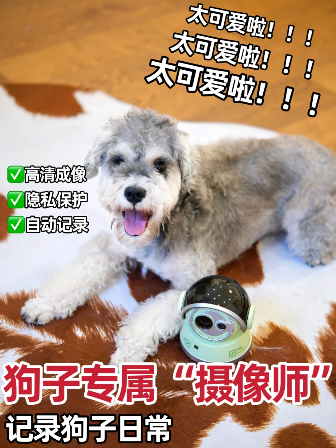 想毛孩子了怎么办？有宠物专属“摄像师”！