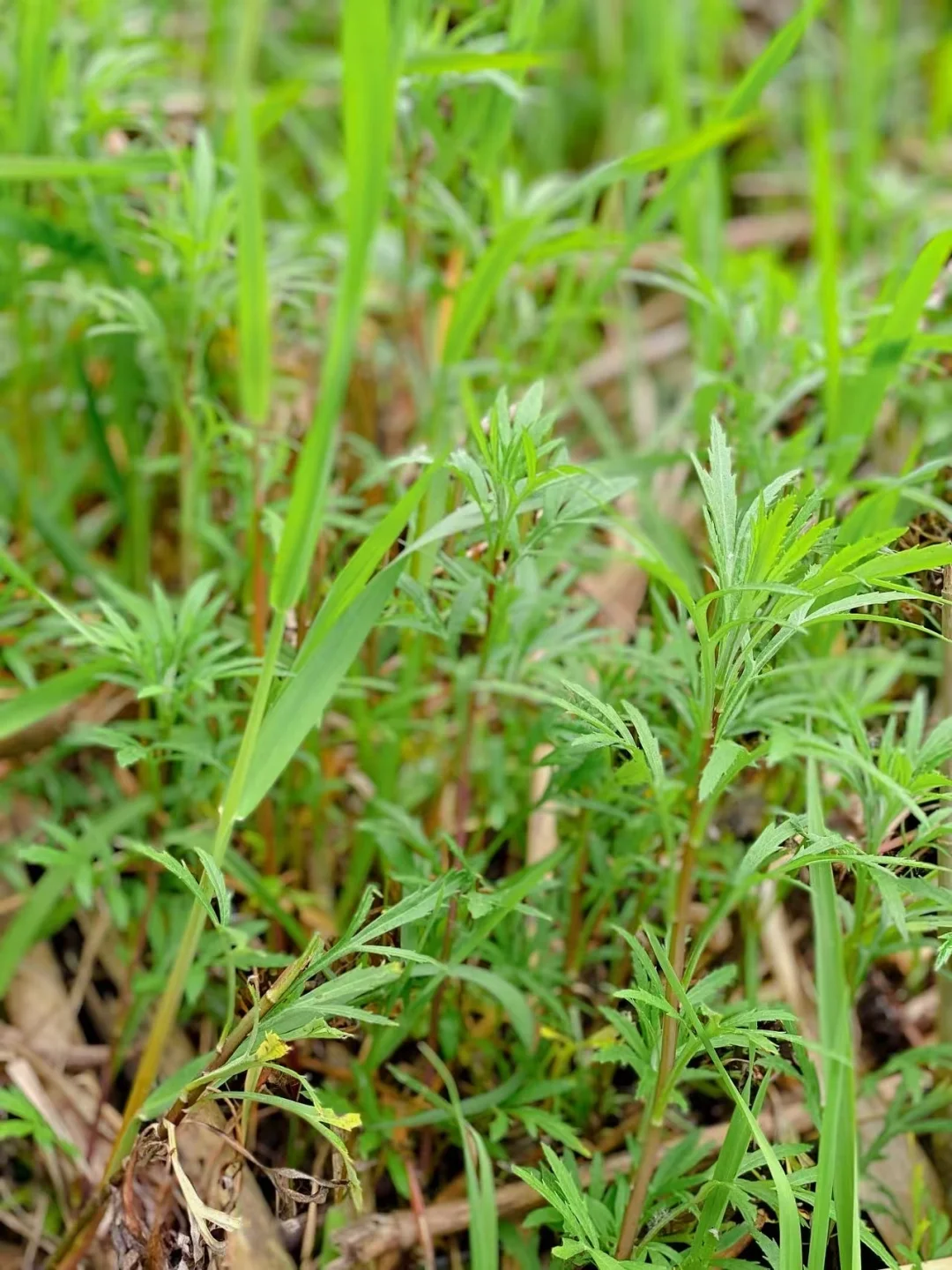 这才是春天的顶流春鲜