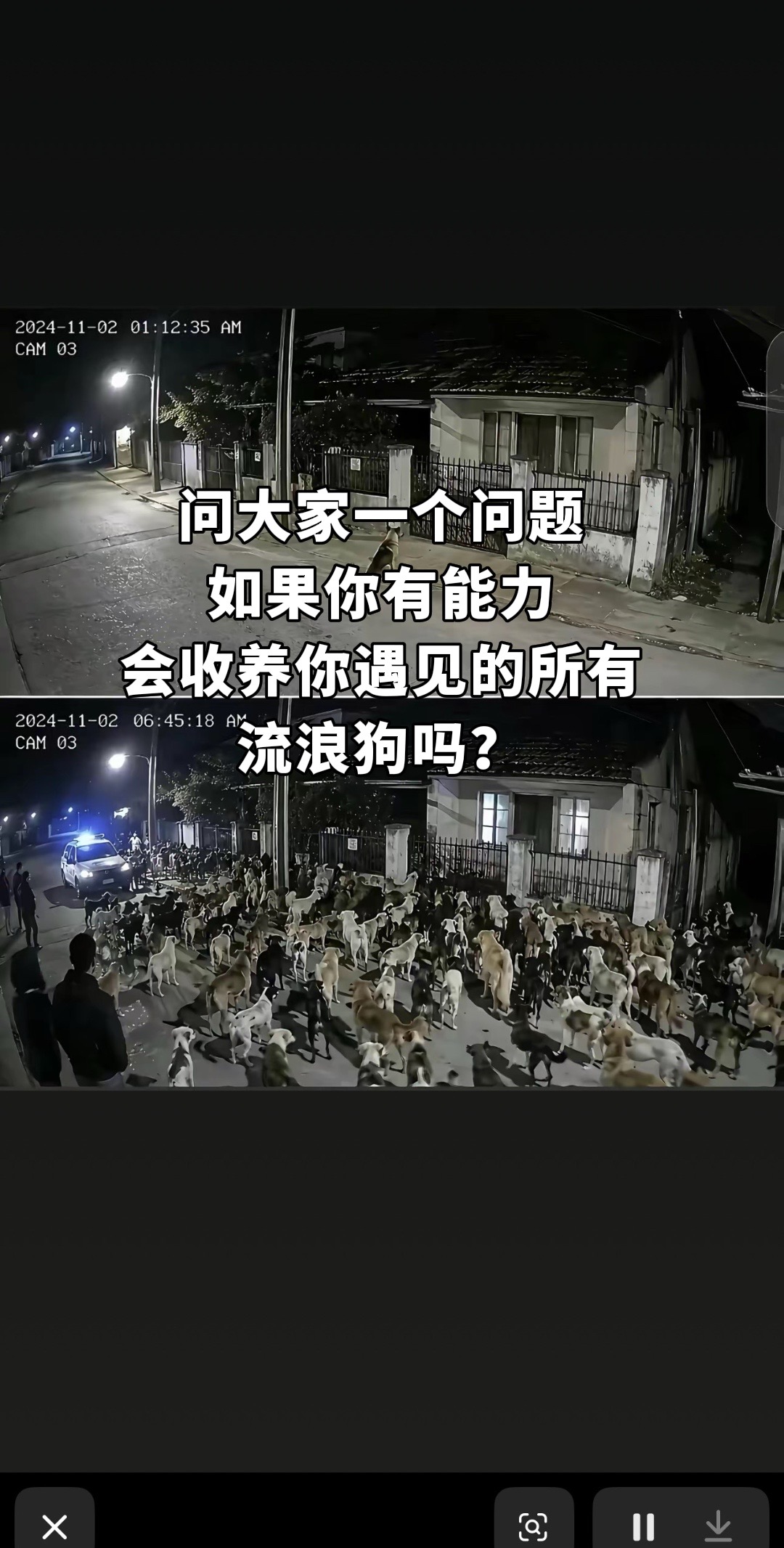如果你遇到翻垃圾找吃的流浪小猫小狗你会带回家吗？