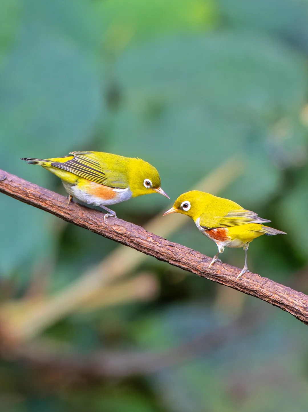 红胁绣眼鸟在讲什么悄悄话
