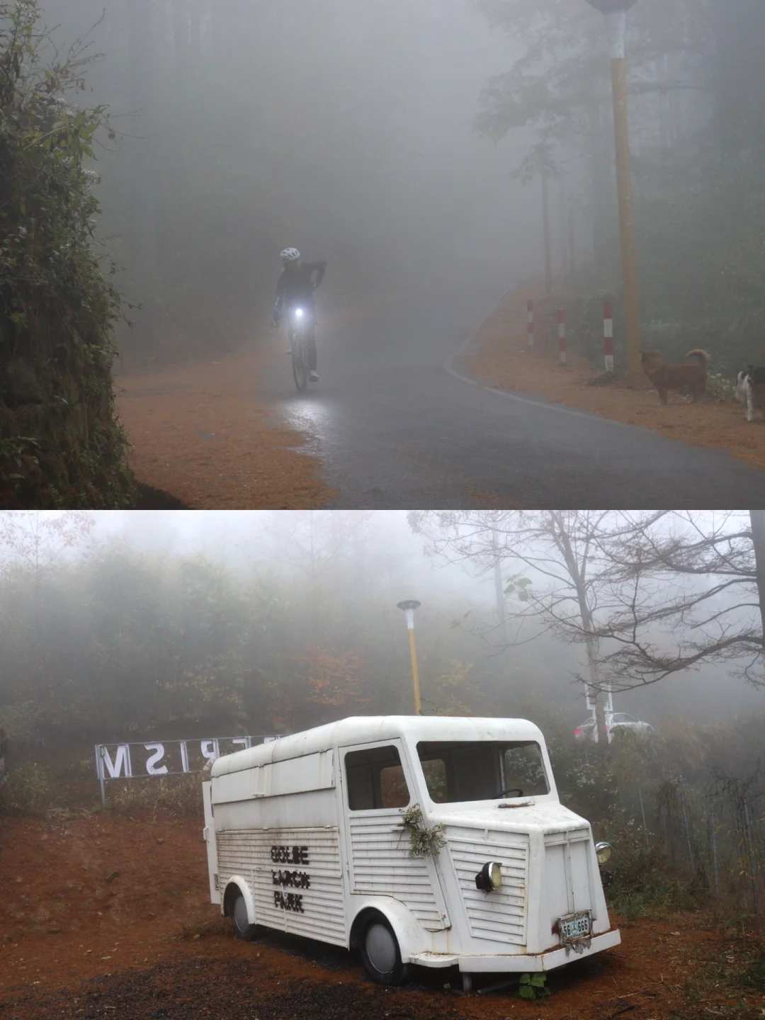 今天的“松弛感”是这50000多棵金钱松给的