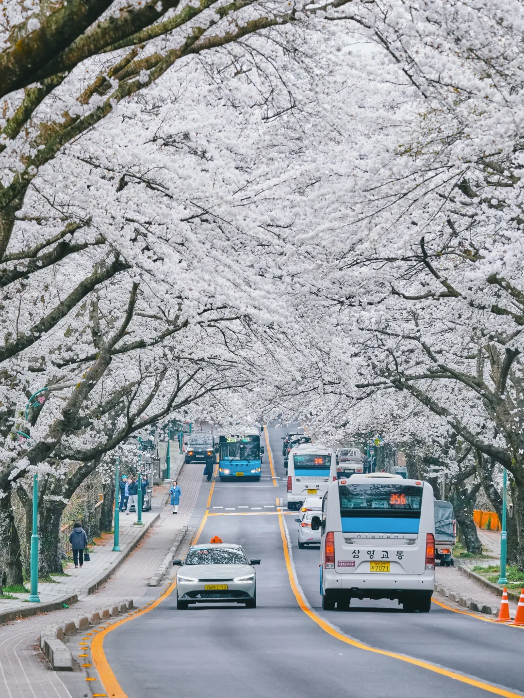 已经开始期待济州岛的樱花季了❗️附打卡机位