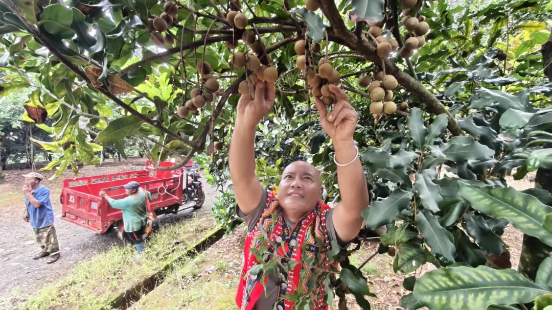 云南沧源：承载乡村振兴的致富坚果
白露时节，沧源县全面开启临沧坚果采收，田间地头