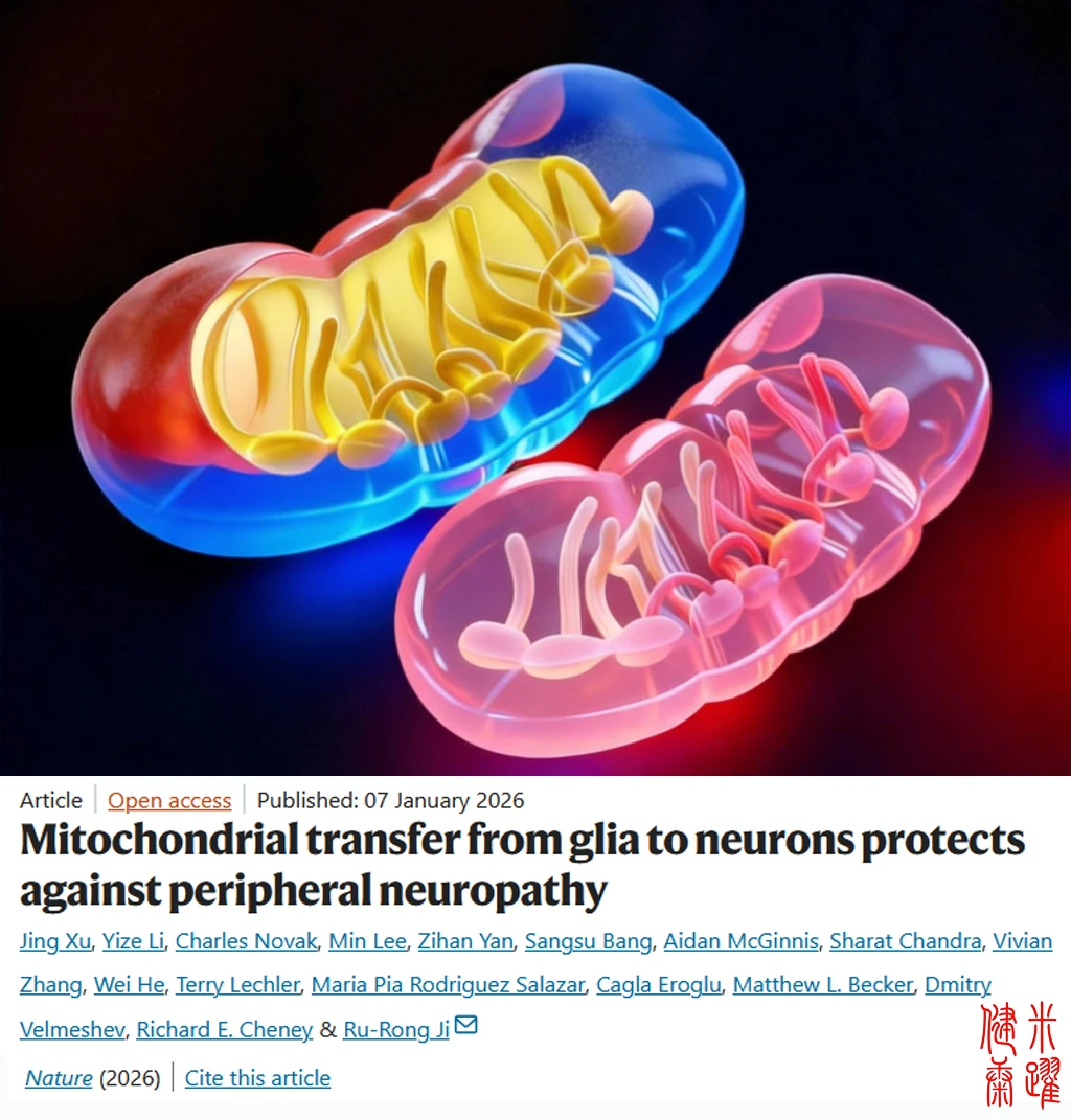 Nature重磅-慢性神经疼痛转移线粒体缓解