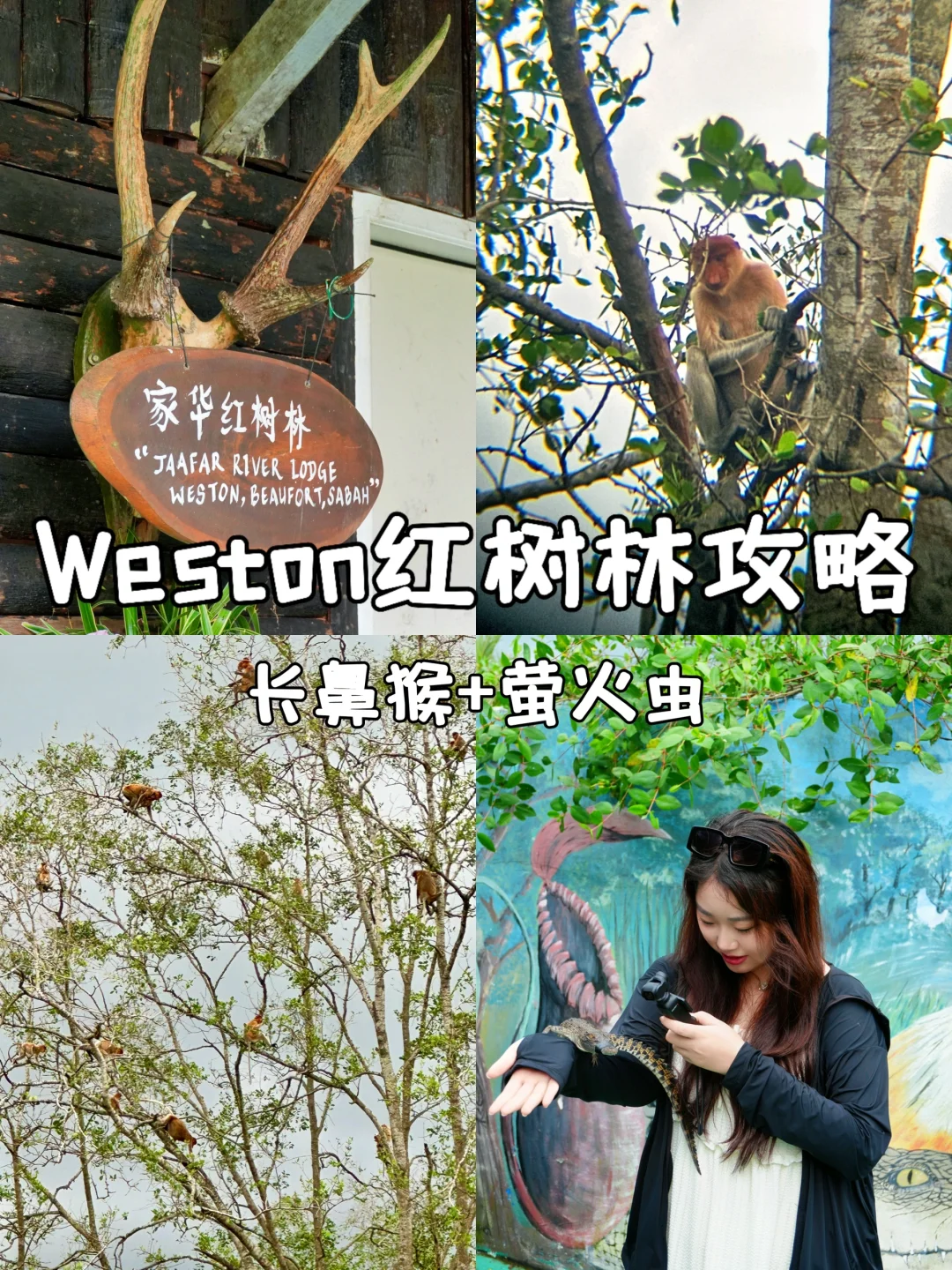 亚庇旅游必看！Weston红树林保姆级攻略