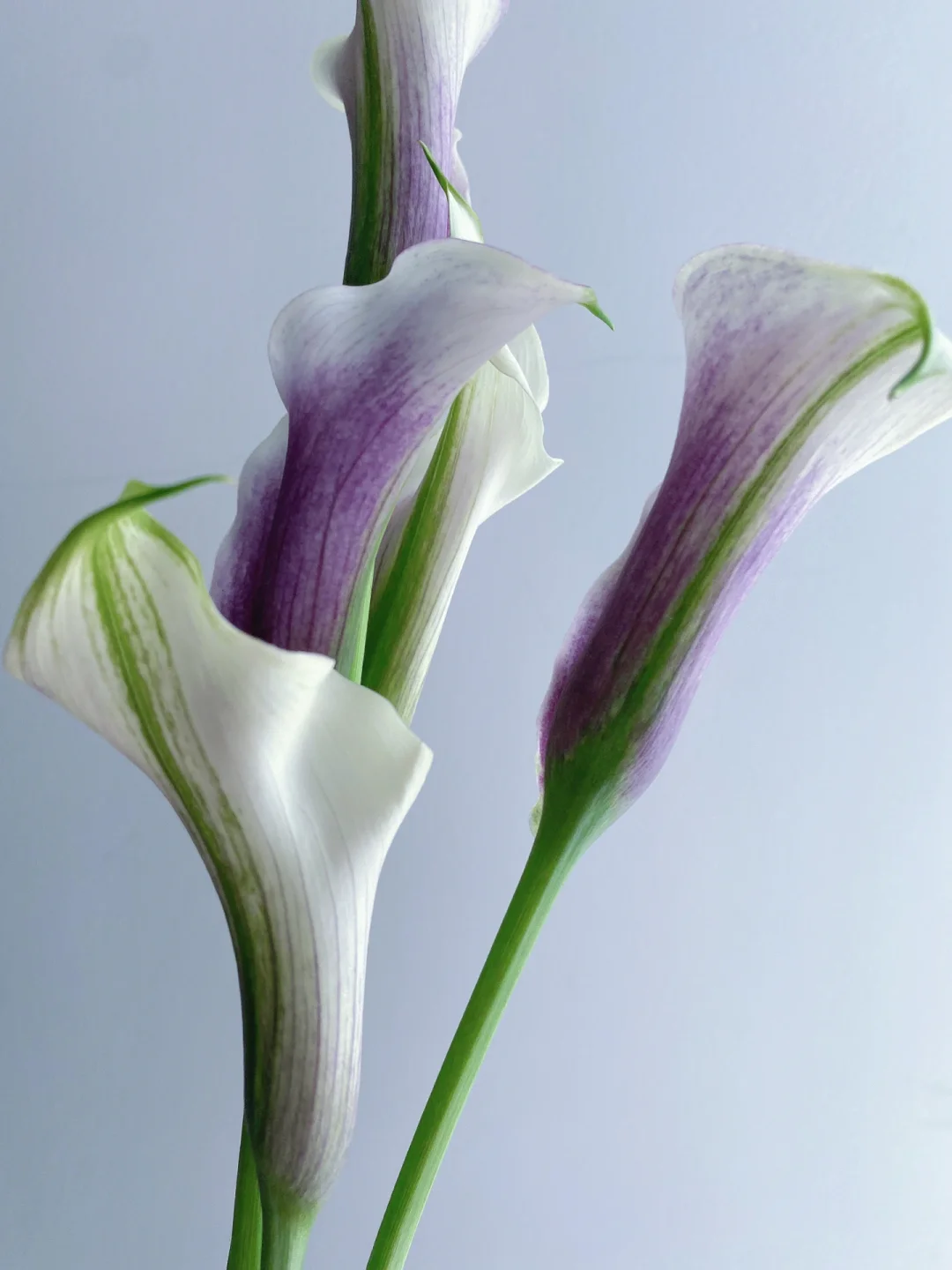 带你每天认识一种花材194｜毕加索马蹄莲