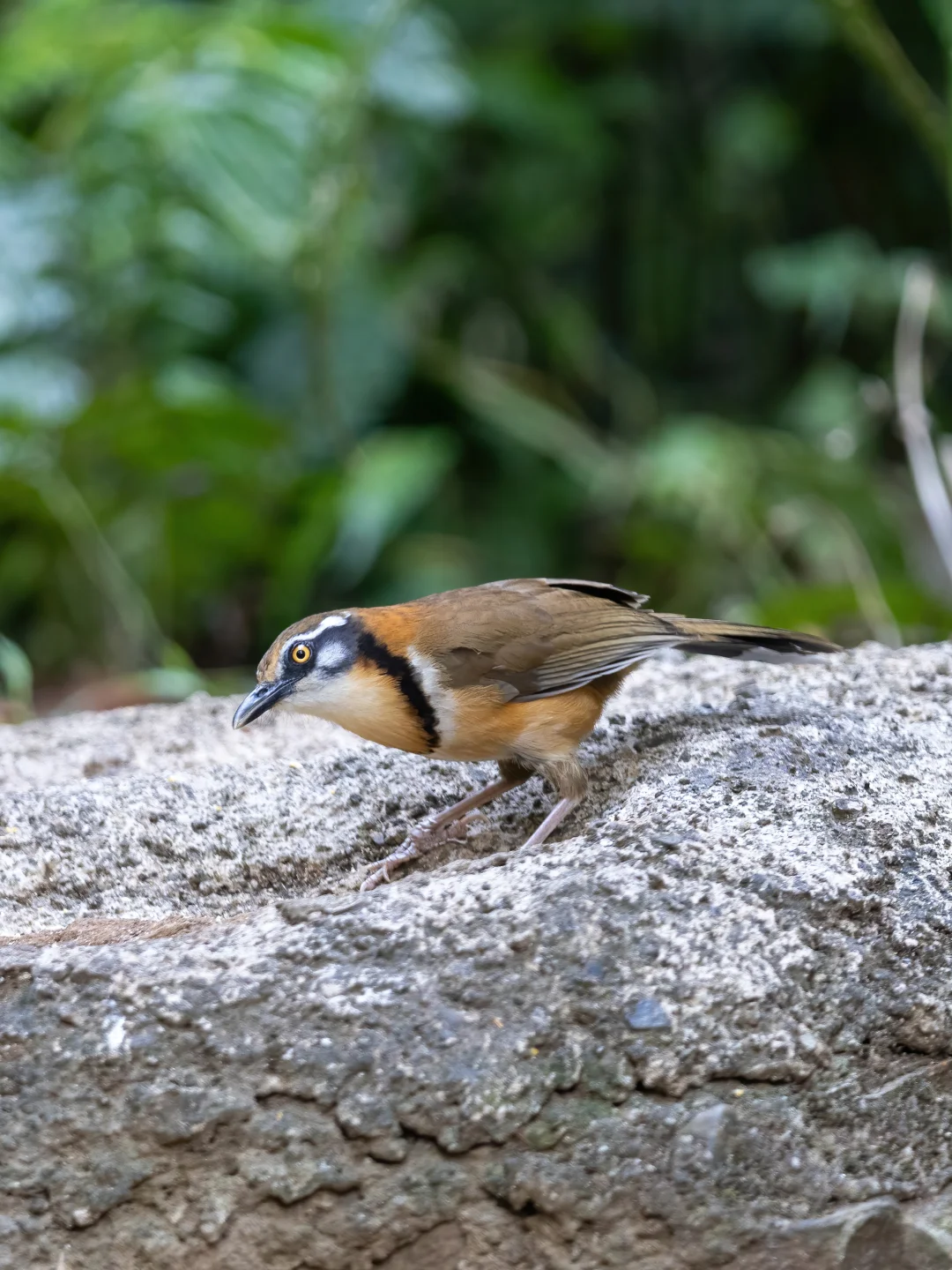 小黑领噪鹛和黑领噪鹛有什么区别
