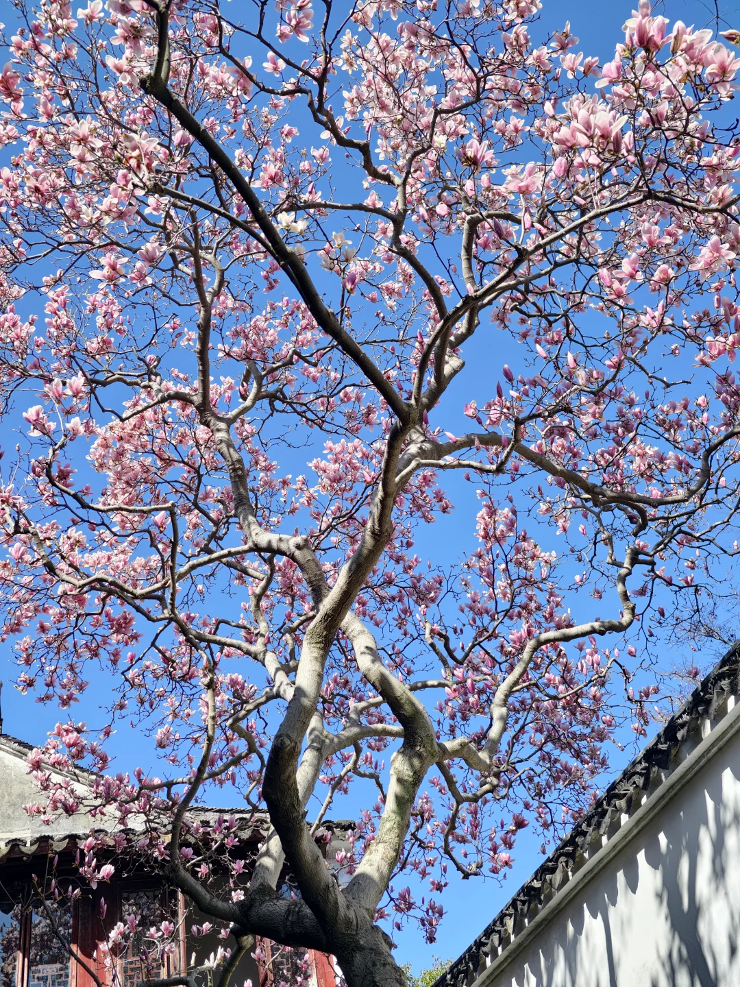 3.10live实拍🌸网师园粉玉兰封神了！！！