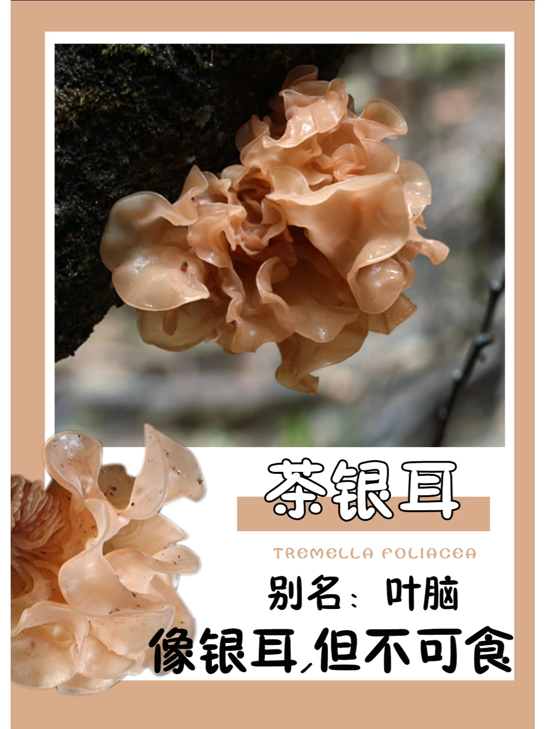 真的很像银耳，可惜不能吃~