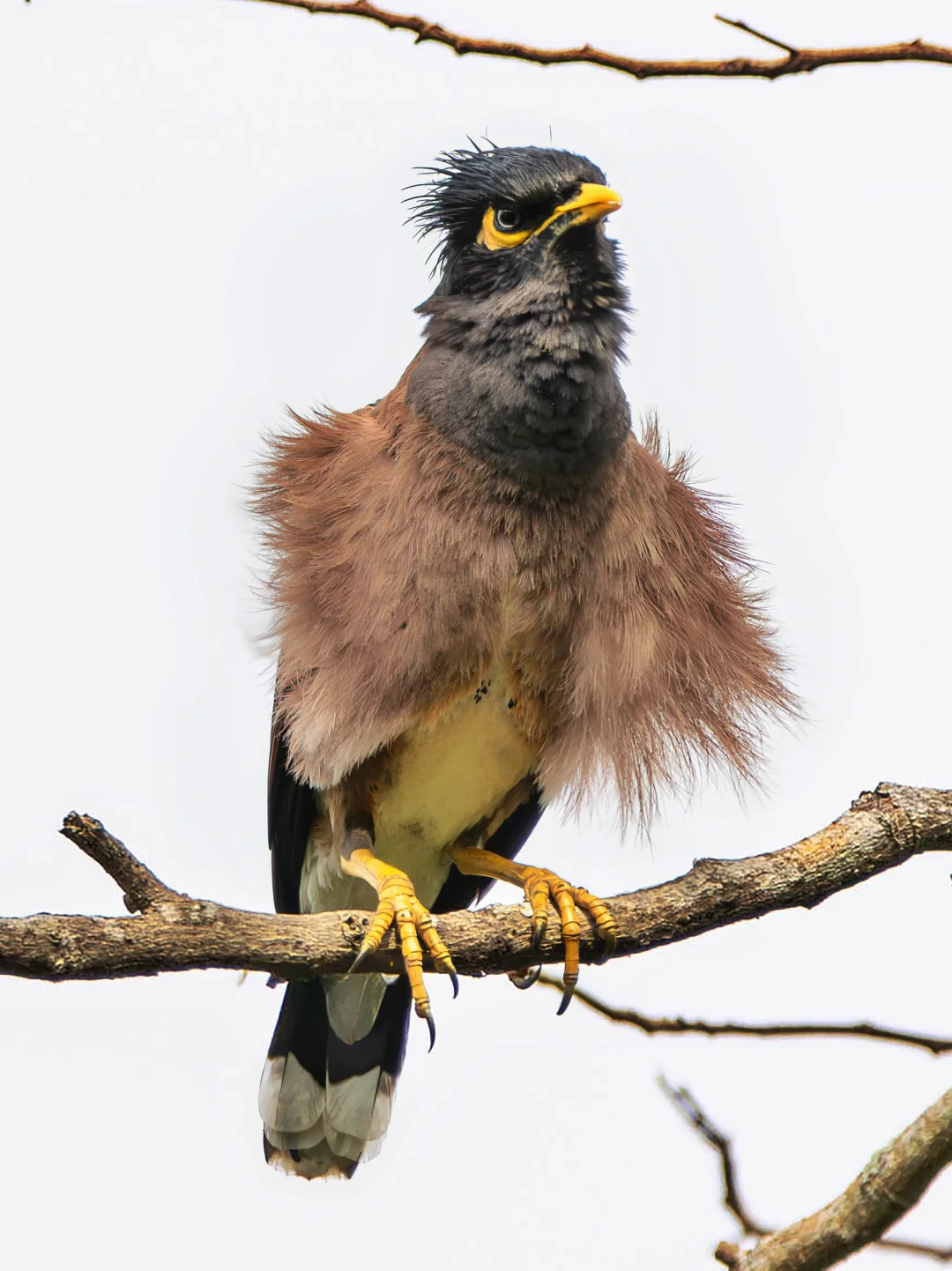 有没有见过这么炸毛的家八哥