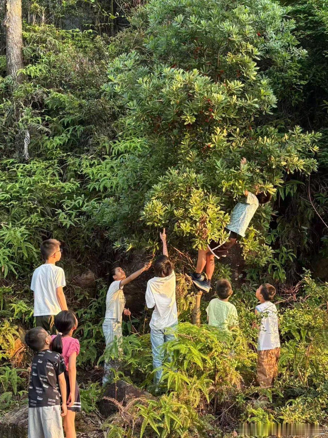 [超话]快来摘杨梅啦