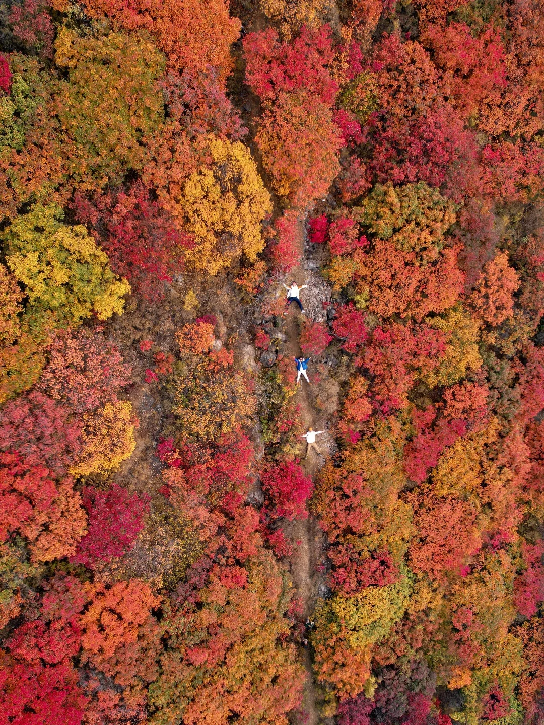 看❗️老舍先生笔下封神级的北京秋天，附机位