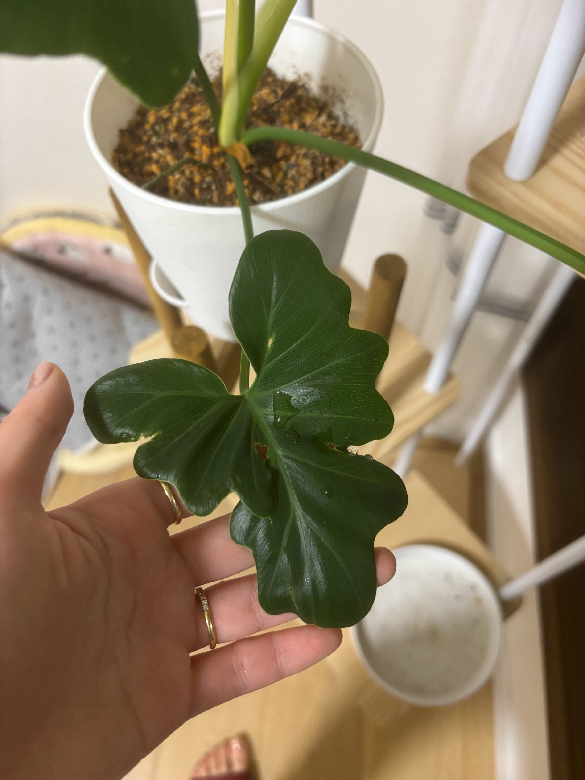 佩服植物的生命力。  这盆春羽去年八月底和我一起搬进新家。养了一个半月...