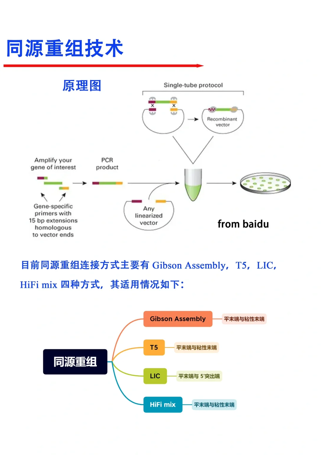 🔥导师以为你会，但没人教的同源重组技术