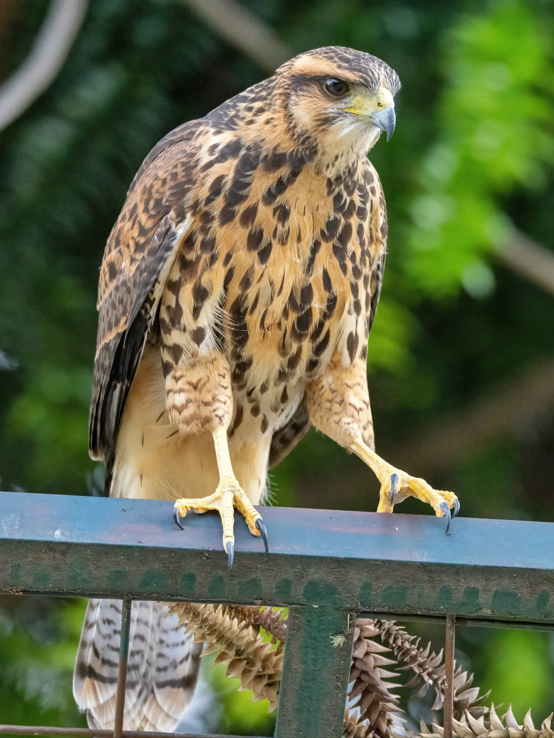 站立在市中心公园的栗翅鹰