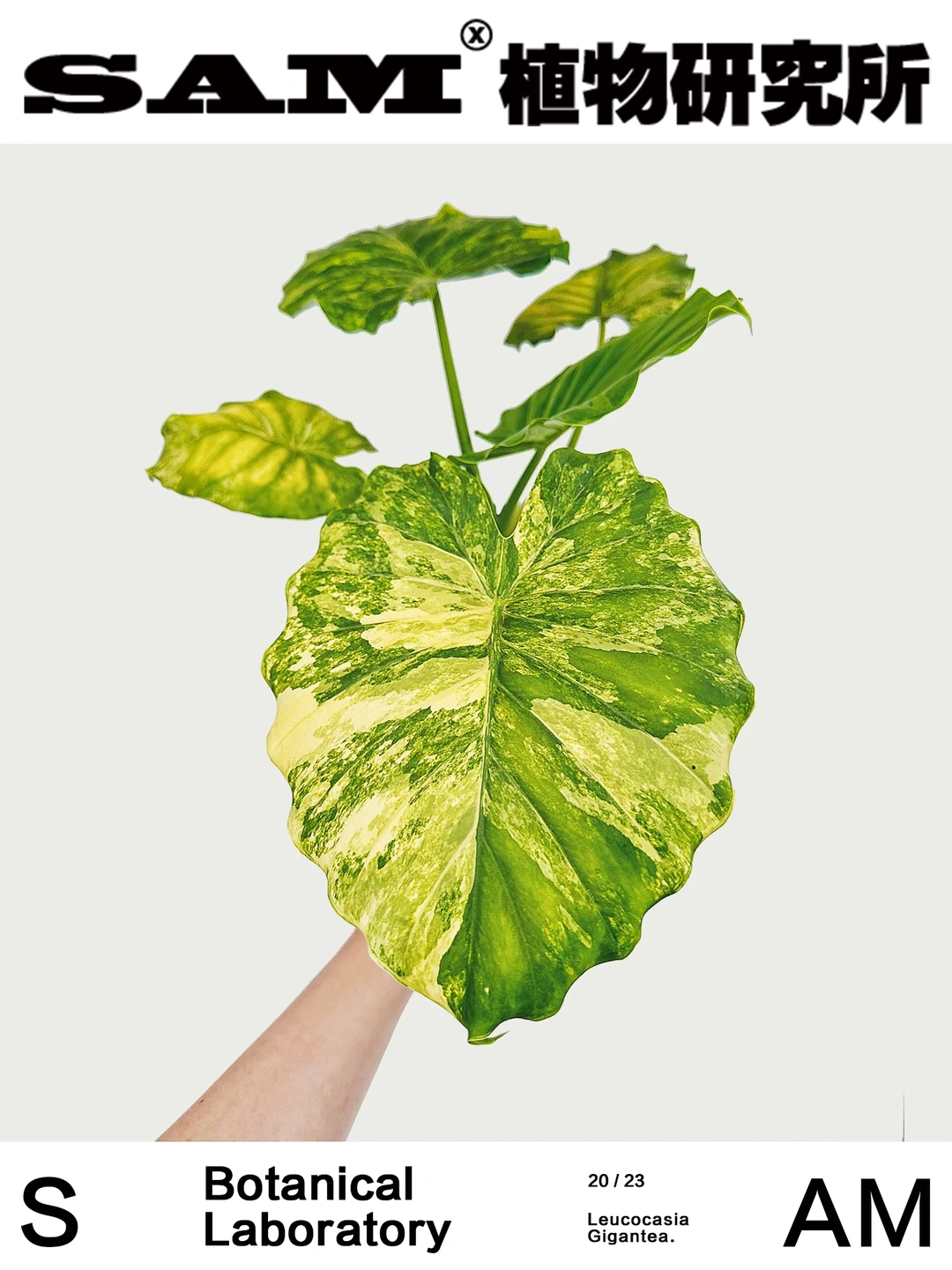 黄锦象耳芋 ｜ Alocasia Gageana Aurea Var.