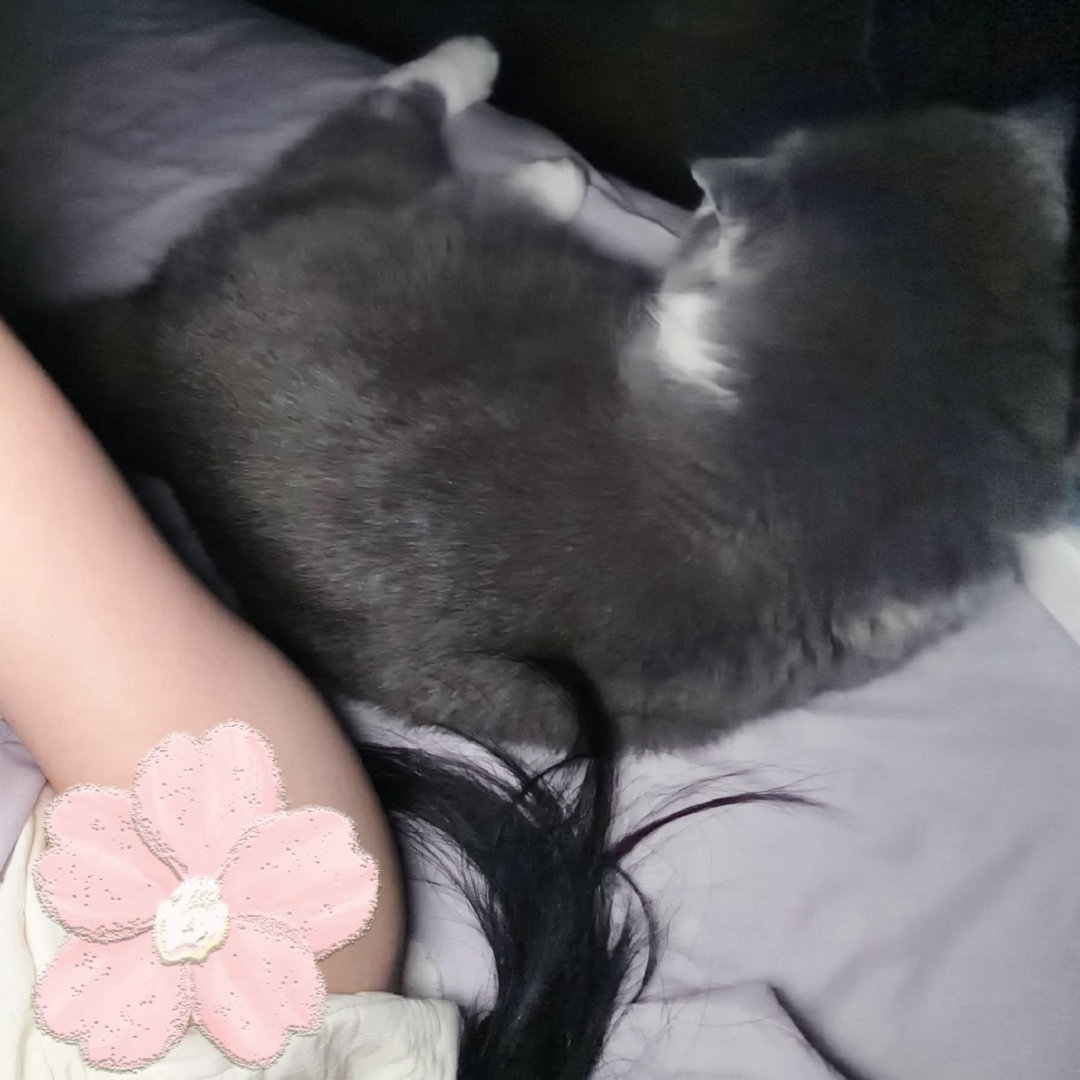 每天处理猫咪跟小小人类纠纷  没有纠纷，是和平共处的贴贴[哈哈] ​
