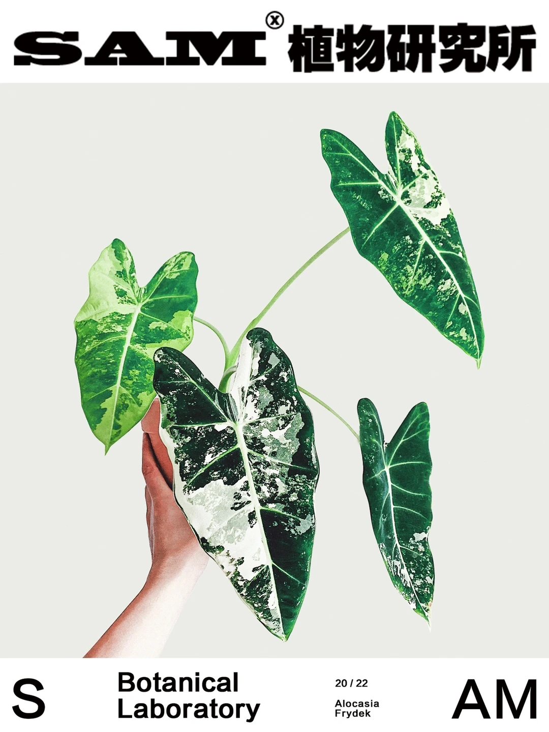 白锦绿天鹅绒｜Alocasia Frydek.