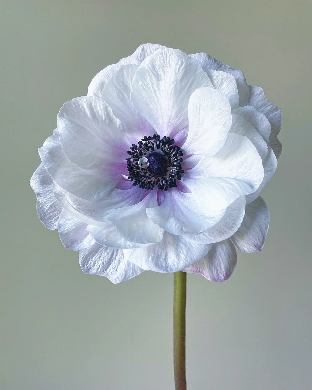 带你每天认识一种花材85｜黑蕊白银莲