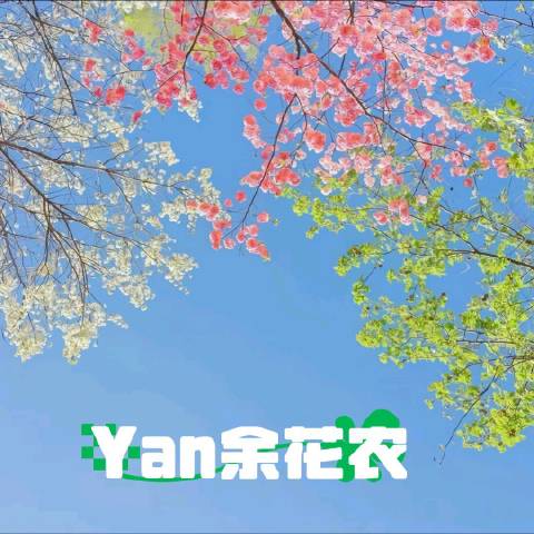 Yan余花农