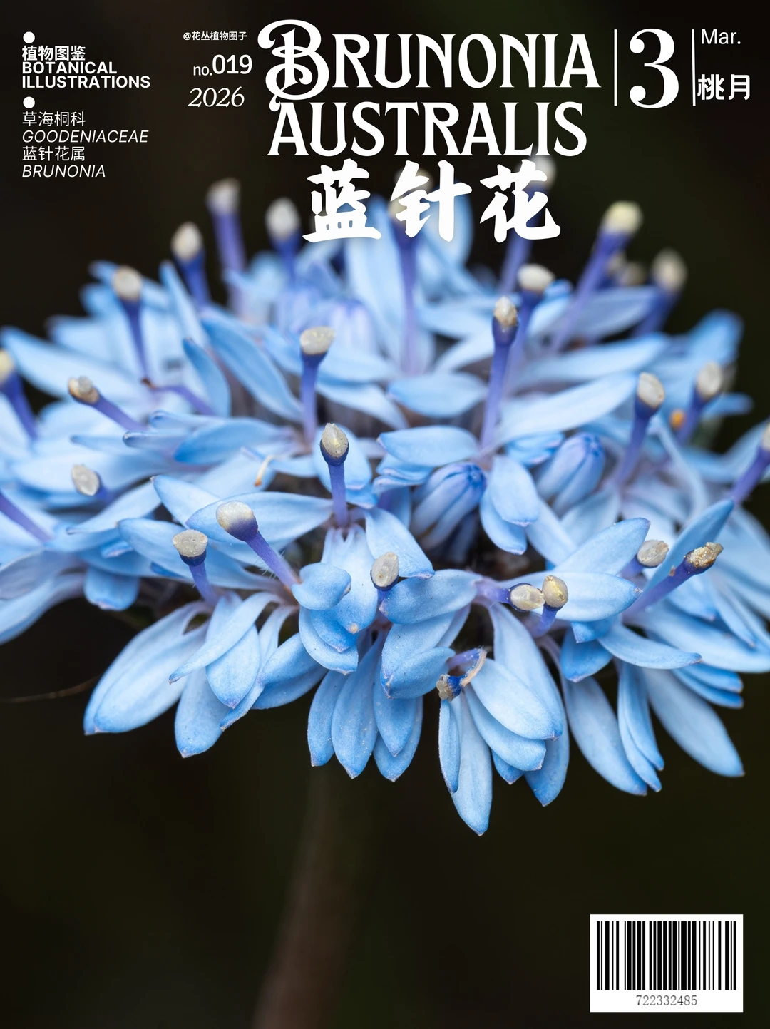 蓝针花Brunonia australis