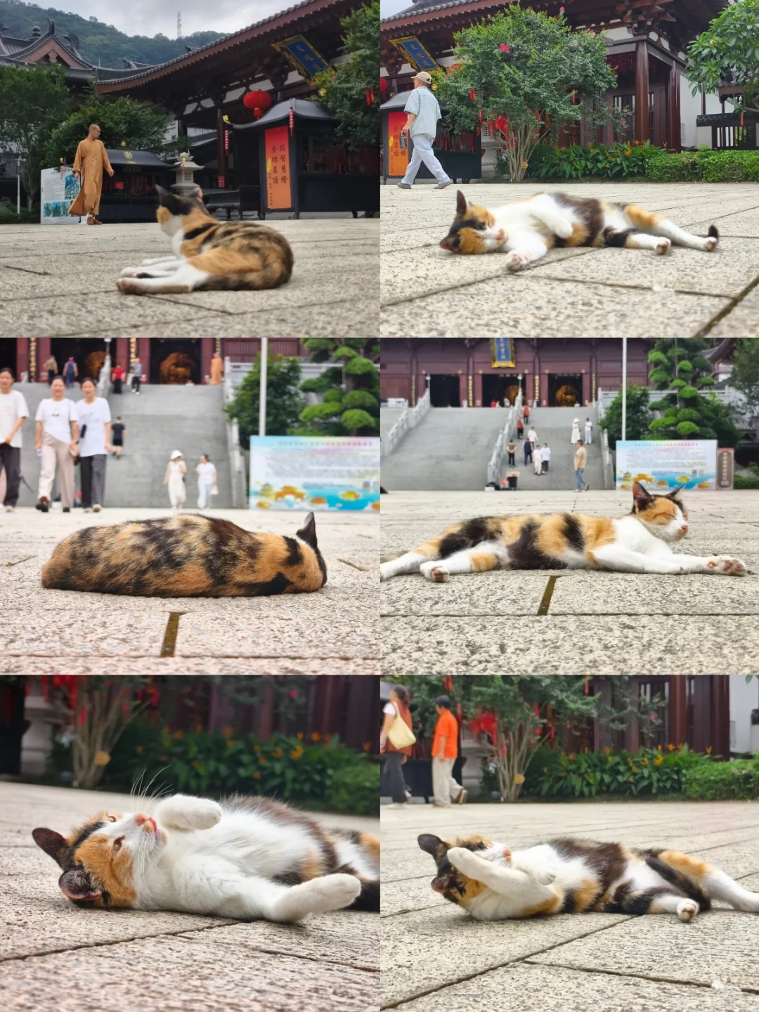 佛系摆烂猫🐱&百花古寺