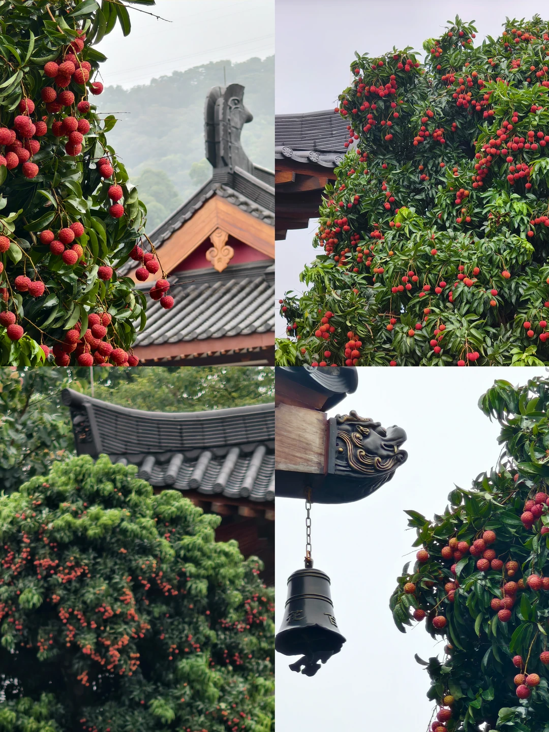百花百寺荔枝红