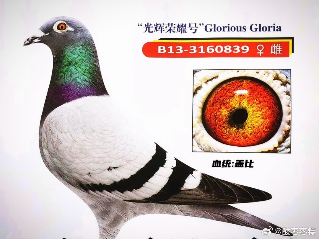 http://劳斯莱斯幻影鸽。劳斯莱斯特鸽特。亚特兰蒂斯鸽。#劳斯莱斯魅影# 。劳斯莱斯魅影鸽。荣誉勋章任务鸽。使命召唤海峡鸽。 ​