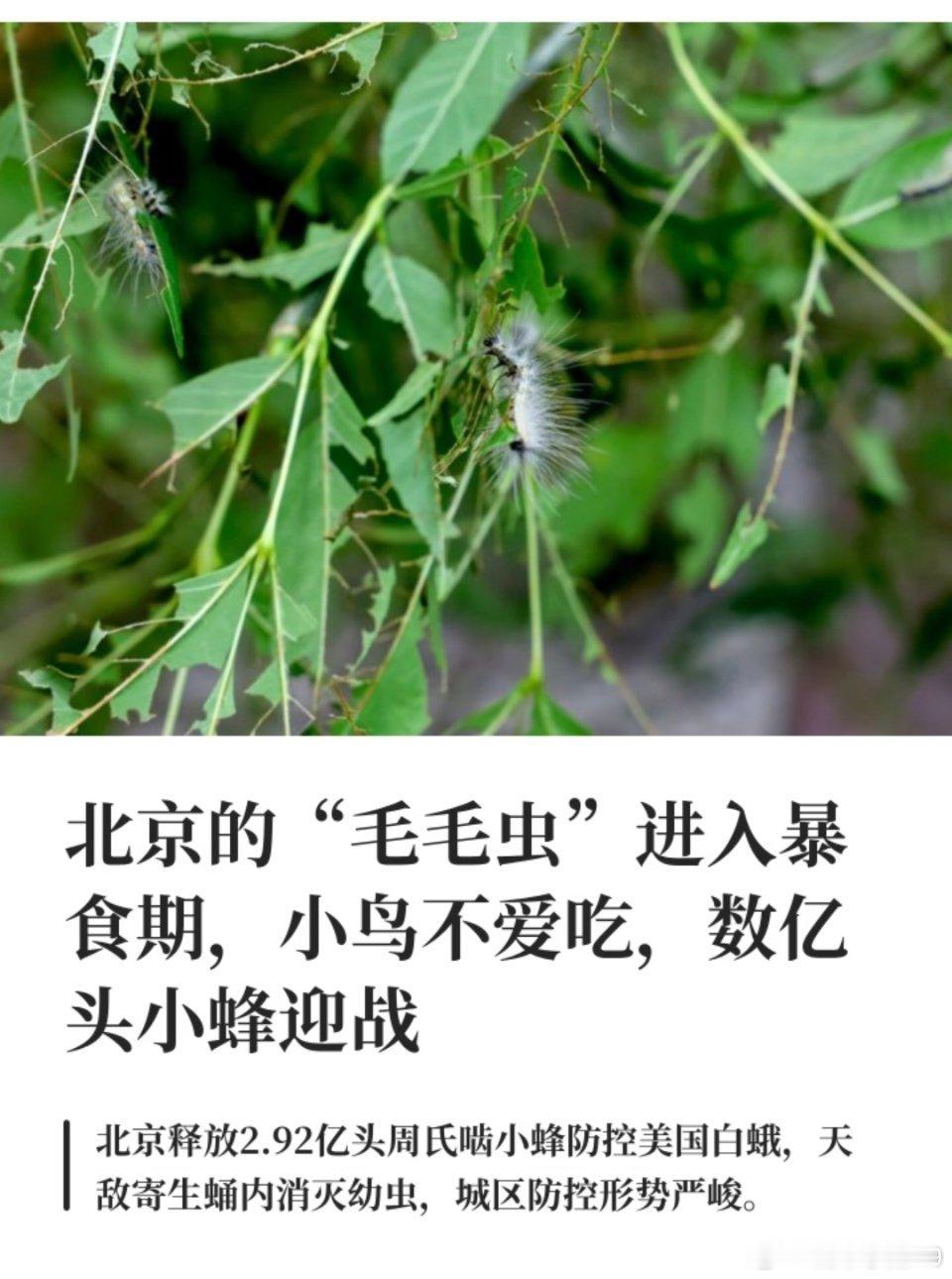 #北京毛毛虫为何多#
“北京街头的‘不速之客’，其实是被写进生态账簿的‘美国白蛾’。暖冬庇护了它们的蛹，丰沛的雨水又打乱了园林人的施药节拍。大自然的一场连锁反应，落在城市里，就成了我们避之不及的‘毛毛虫雨’。应对入侵物种，释放天敌小蜂是科学家的智慧；而我们能做的，是收起惊呼，用理性 ​