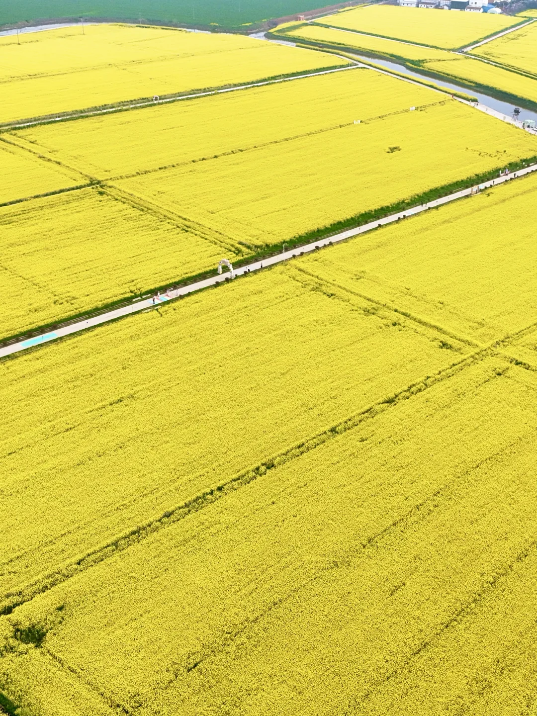 3.26实况！！武汉万亩油菜花杀疯了！免费没人！