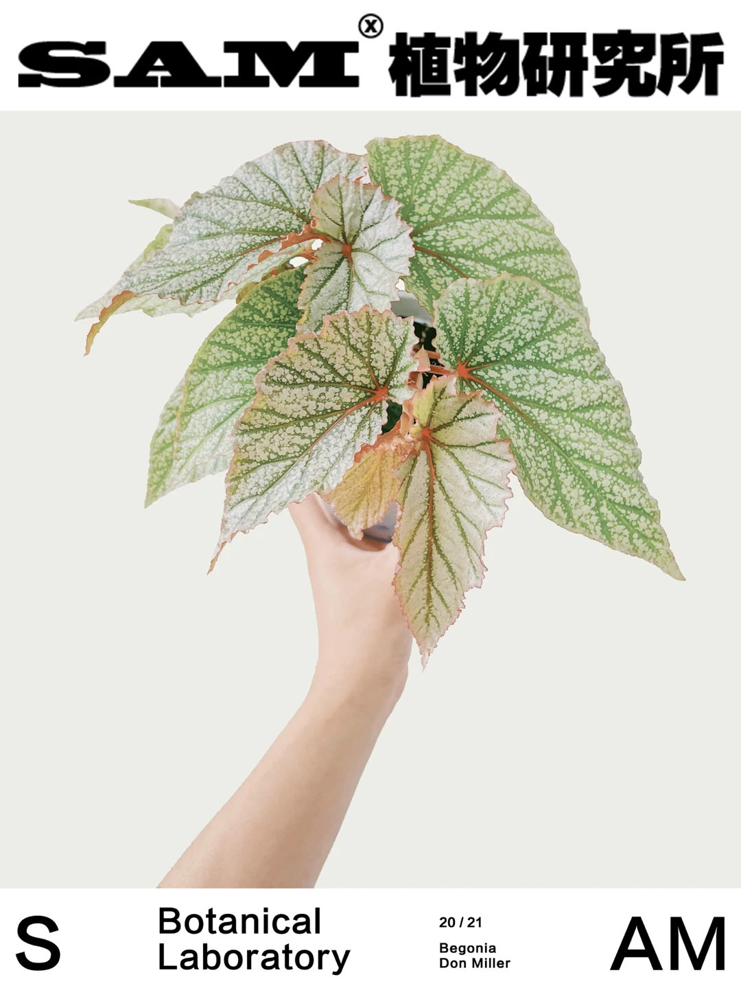 唐米勒秋海棠｜Begonia Donmiller