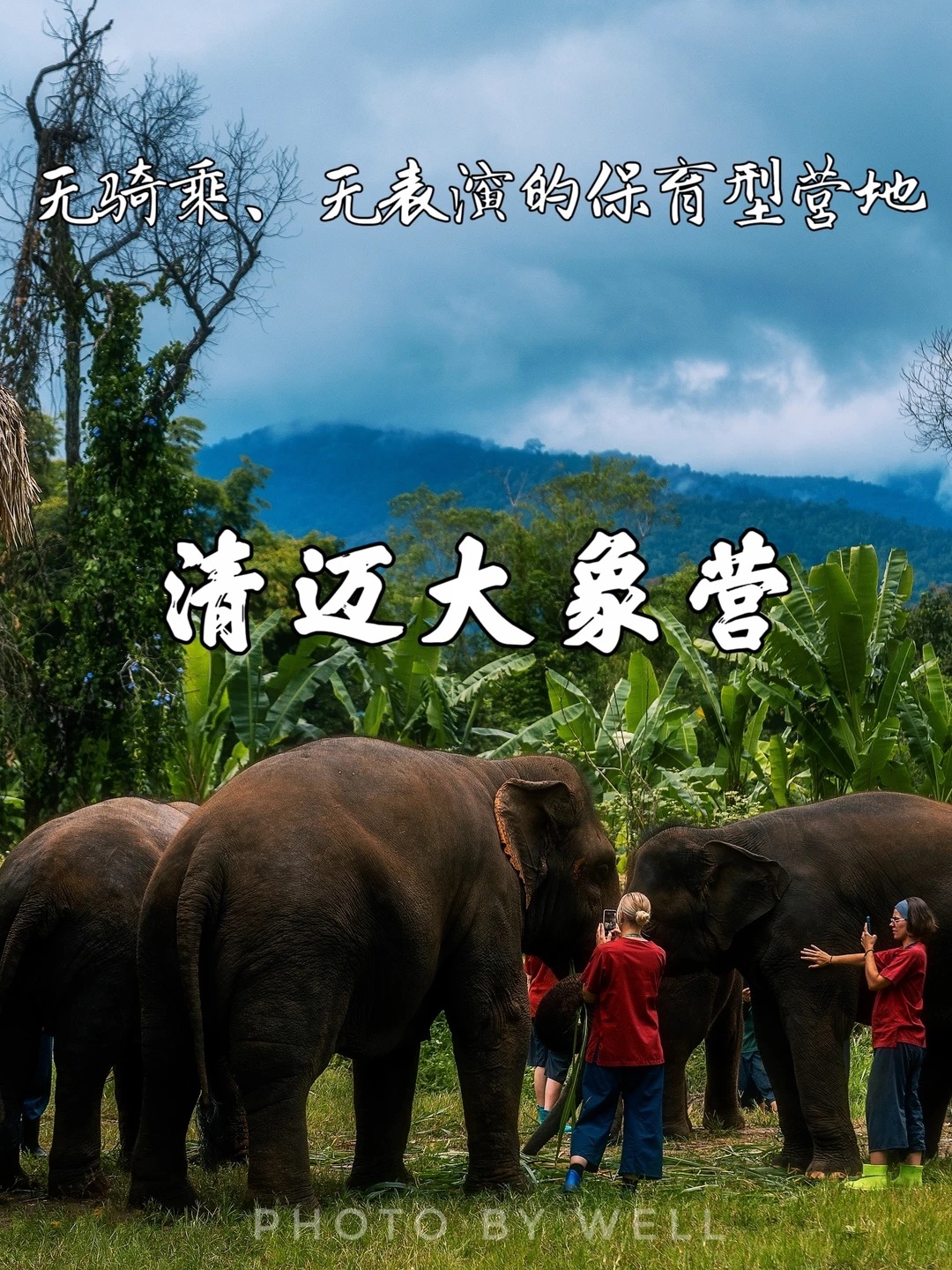 清迈大象营——无骑乘、无表演的保育型营地