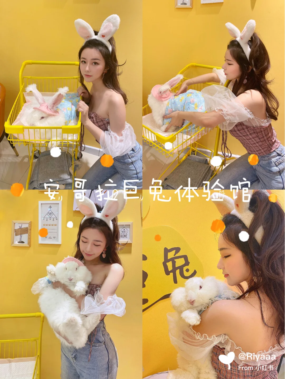 🐰深圳首家安哥拉巨兔体验馆周末首选！