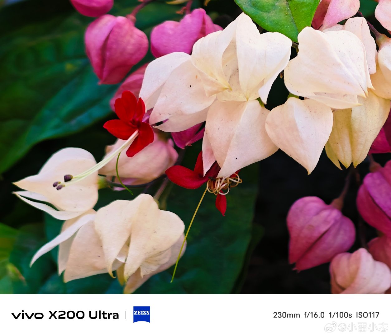 #vivo[超话]# 龙吐珠清雅绽放，白萼衬着艳红花蕊，层次灵动鲜活。vivo X200 Ultra蔡司微距，细腻捕捉花瓣肌理，留住这一抹别致花间风情。#vivo超话# ​