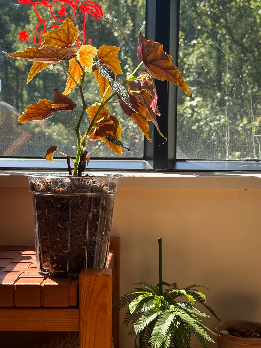 新入沙丁鱼秋海棠