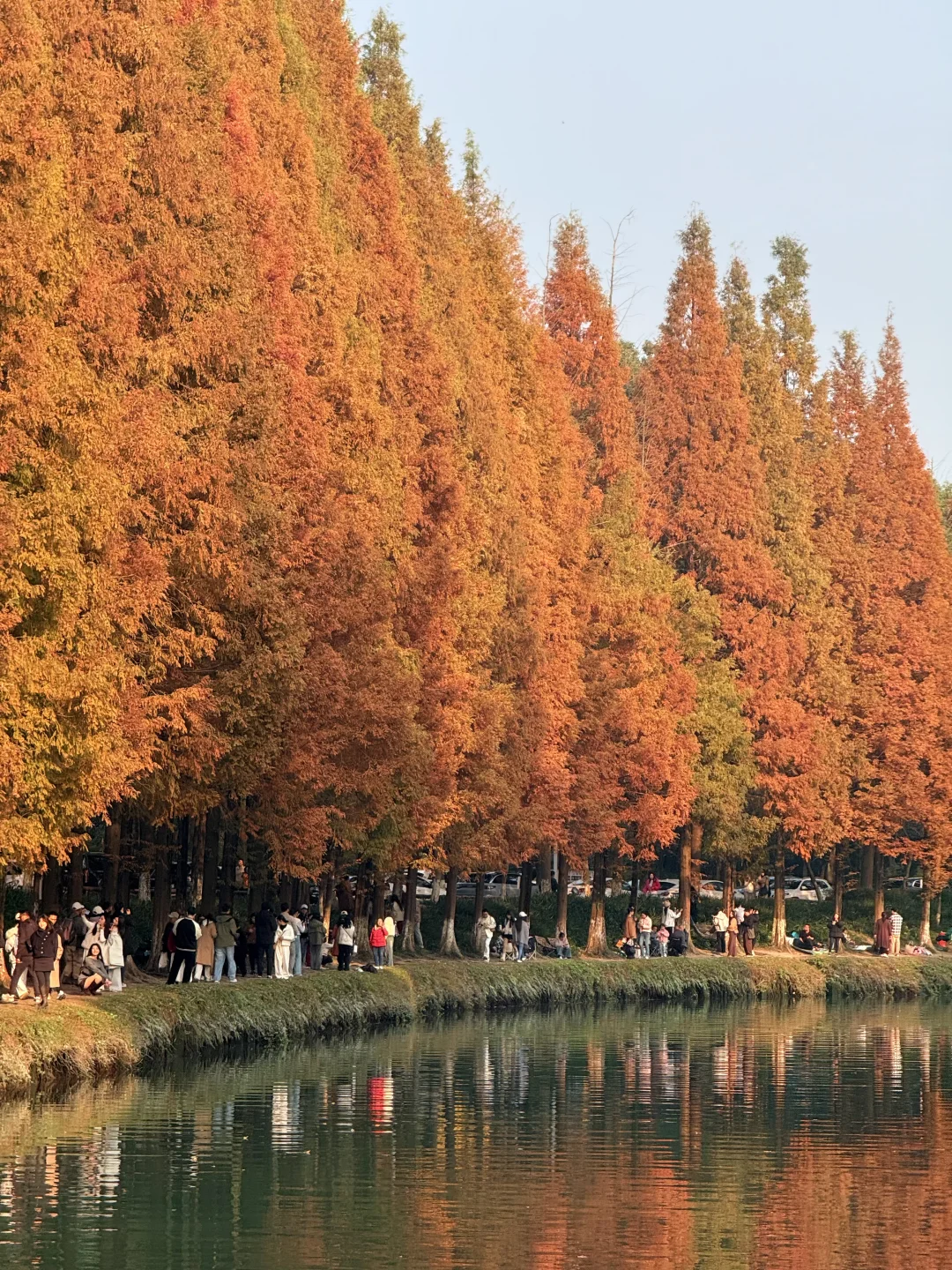 成都市区！！11.30实拍！地铁直达绝美水杉……