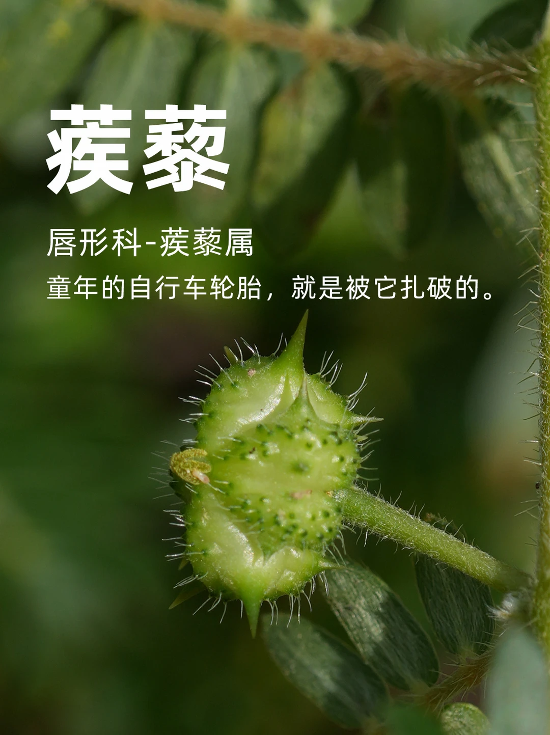 小时候，总爱扎破轮胎，就是它。