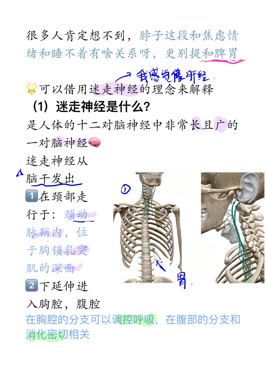 不传之秘：脾胃差，焦虑，失眠｜疏通肩颈往往