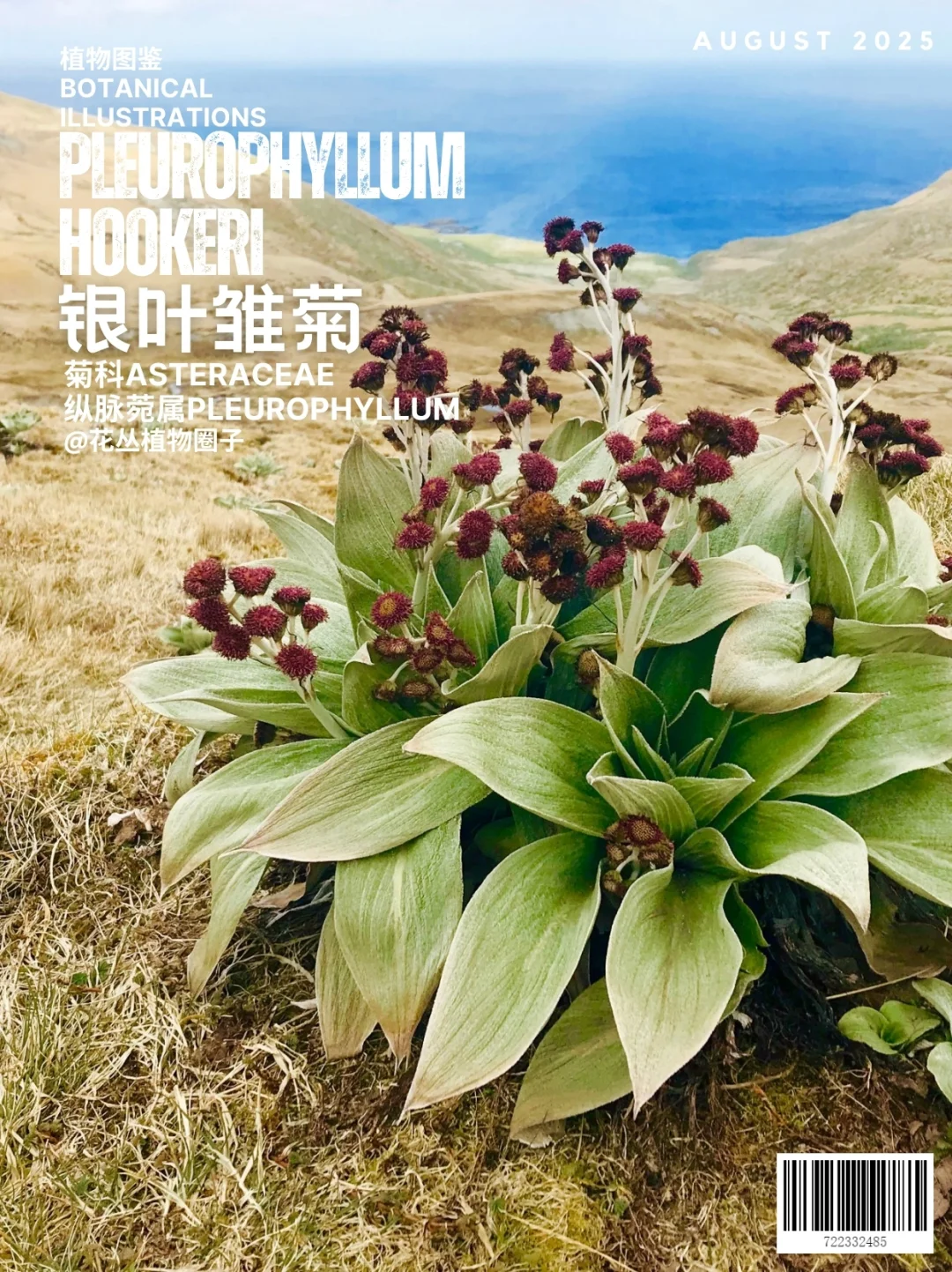 草本巨物之Pleurophyllum hookeri