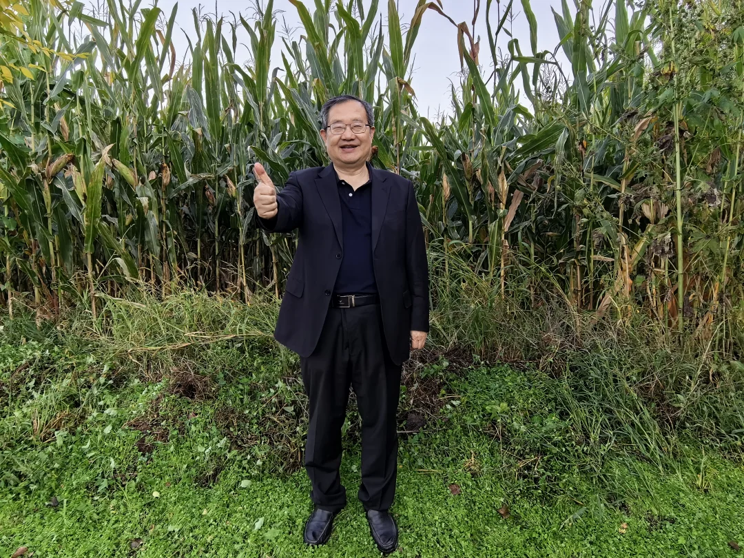 东北玉米地