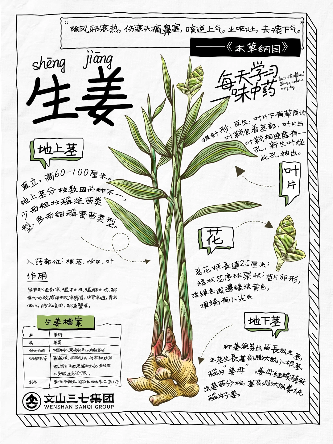 👉🏻每天学习一味中药｜生姜