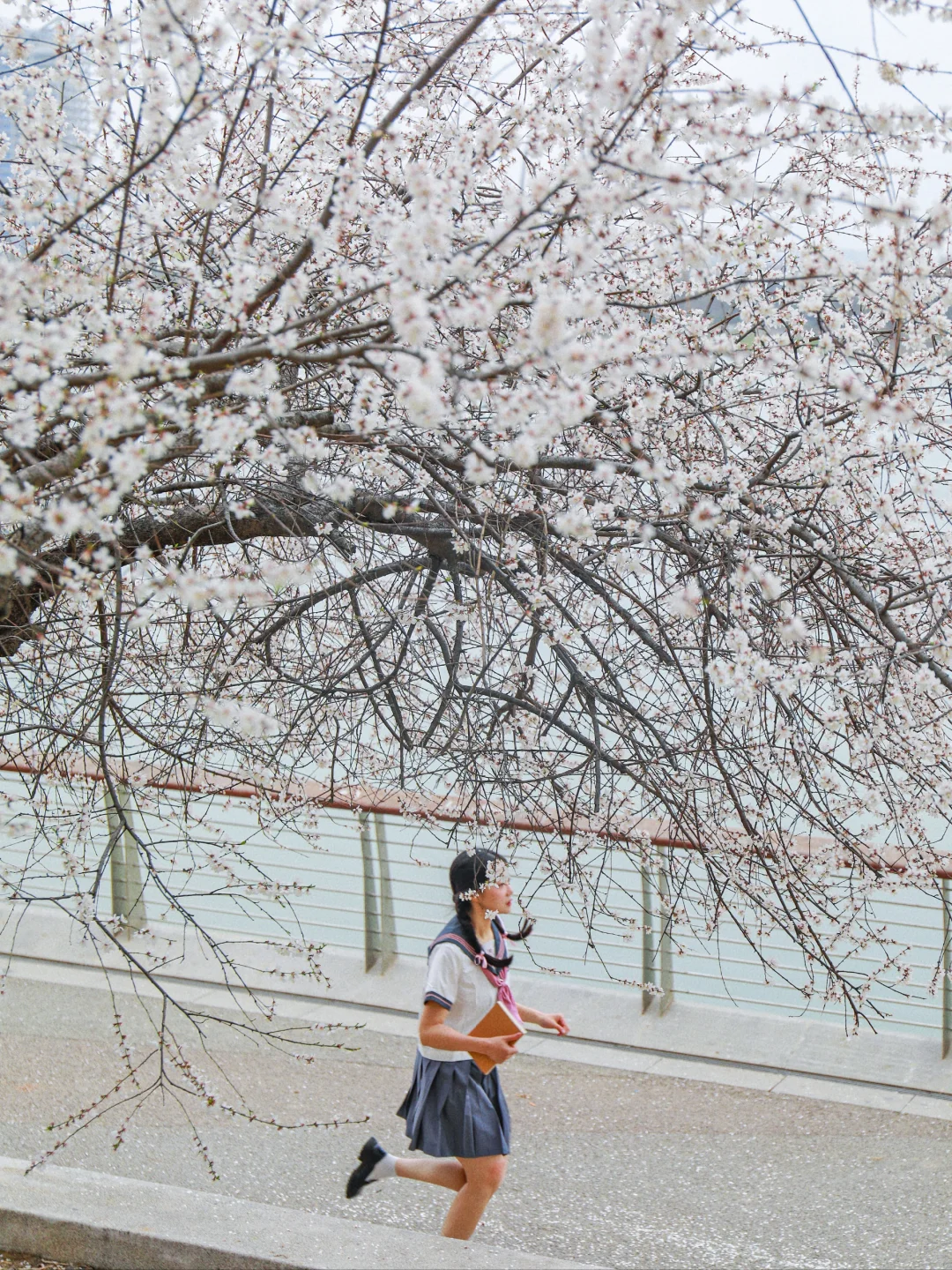 报告！西安水岸桃花🌸错过等1年！！