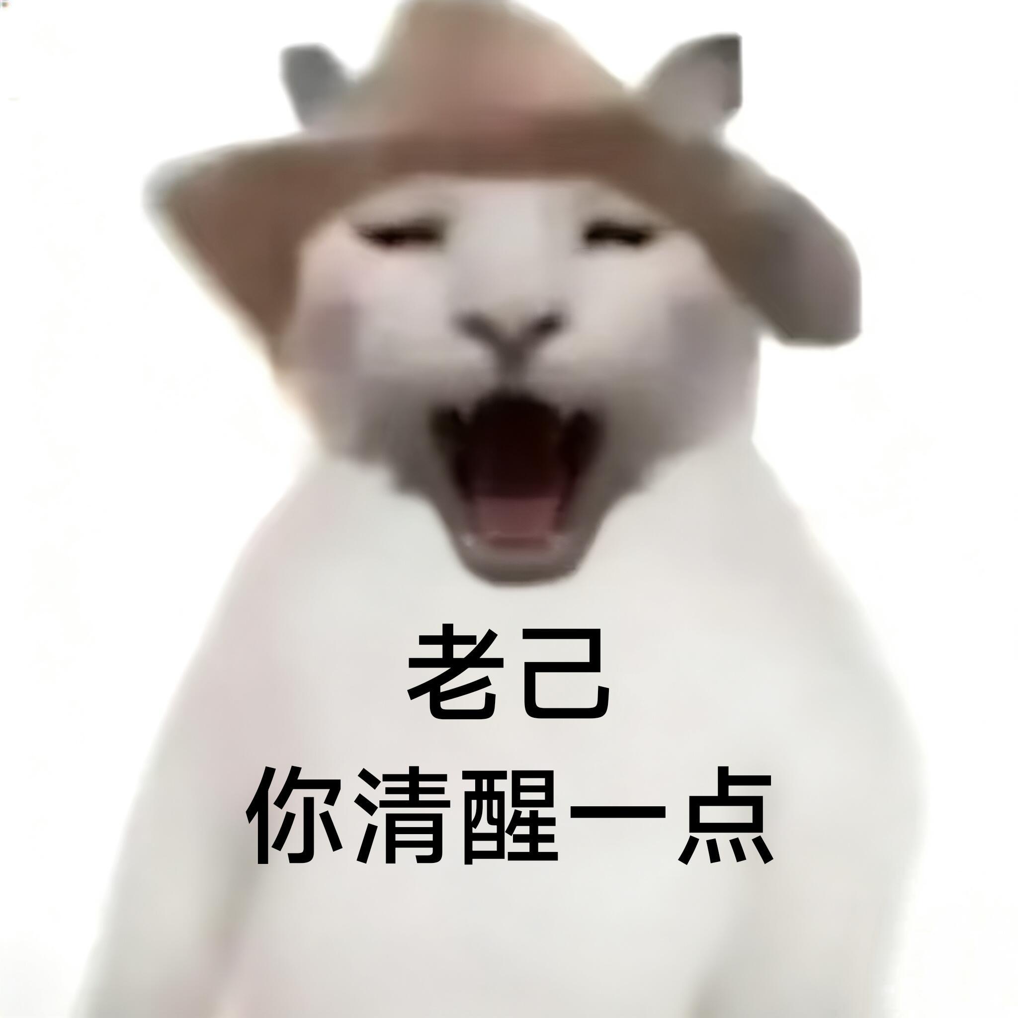 干嘛猫爱你老己表情包